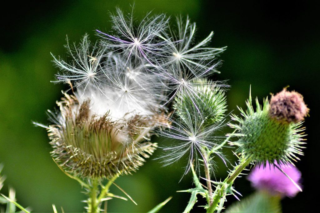 close up of thistle seeds