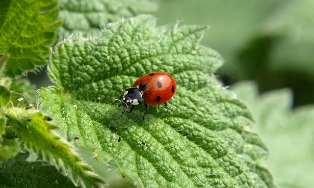 close up of a ladybird on a green leaf