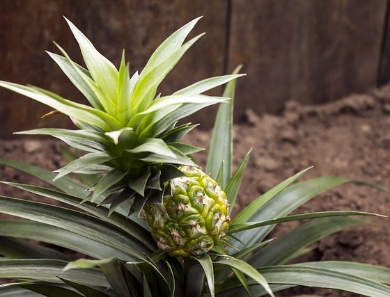 pineapple growing in plant