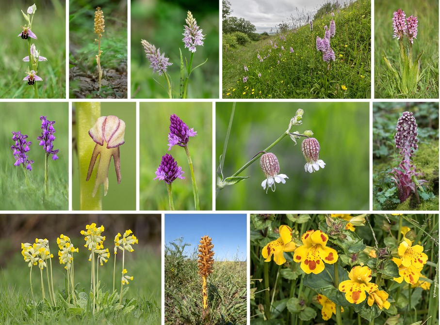 Sekection of photographs taken by Roger Hance of wildflowers and orchids