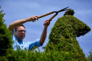 Darren Lerigo Topiary expert cutting bush